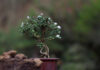 A arte do Bonsai