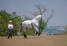Coudelaria do Sol, referência em adestramento, equitação de trabalho e salto