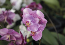 Flores, embelezando as cidades do Corredor Dom Pedro