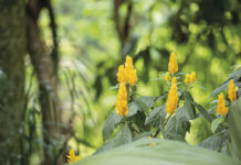 Flora: variás espécies do bioma da Mata Atlântica flora