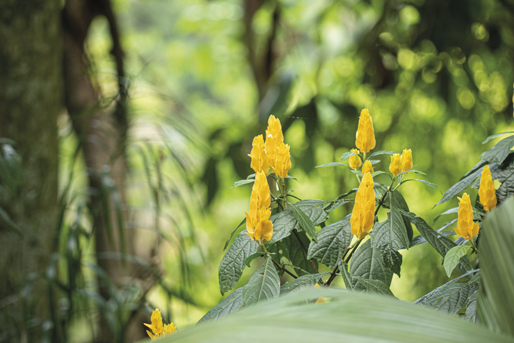 Flora da Mata Atlântica: 7 espécies que você precisa conhecer