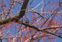 Pássaros e borboletas: observação apreciada por todos pássaros