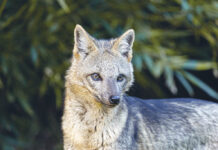 Fauna, riqueza e diversidade na região leste do Vale do Paraíba fauna