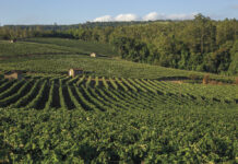 Retratos de Louveira frutas