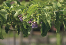 Frutas e suas festas, cultivo, colheita e celebração frutas