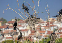 Valinhos em retratos cidades valinhos